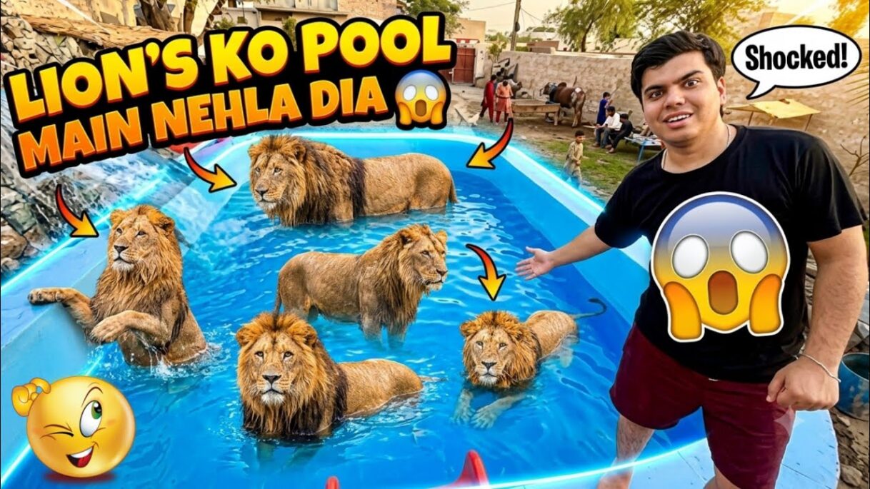 Sab Lion’s Ko Swimming Pool Main Nehla Dia 😱 – Mini Zoo 😰