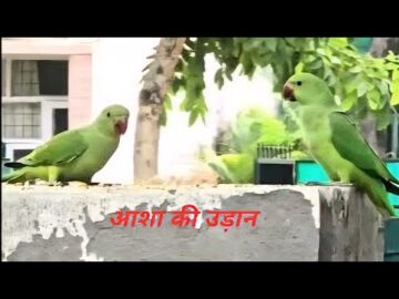 Birds: Most adaptable creatures #birds #endangeredspecies #samsunggalaxys24