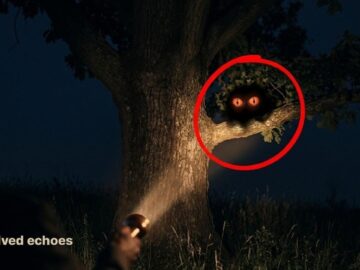 The Flatwoods Monster: 7 Witnesses, 1 Oak Tree, a 10-Foot Estimate