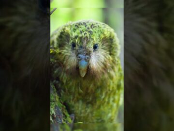 The Flightless Parrot of New Zealand 🦜 | The Incredible Kākāpō #naturelovers #shorts