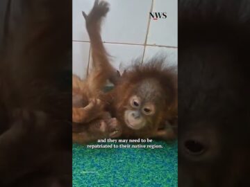 Five baby orangutans were found in a forest in Odisha, thousands of kms from their natural habitat.