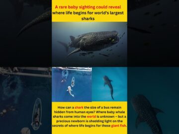 A rare baby sighting could reveal where life begins for world’s largest sharks.