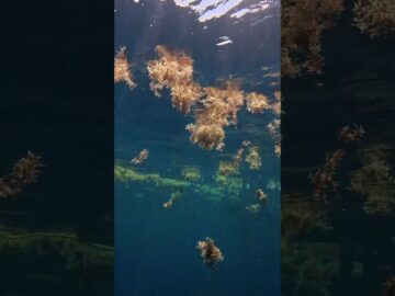 Diving Sargassum in the Gulf of Mexico: Prettier Than a Reef? 🌊✨ #scubadiving #scubatech #nature