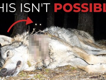 Scientists Finally Found What’s Hunting Wolves in Washington — And It’s Not Other Wolves