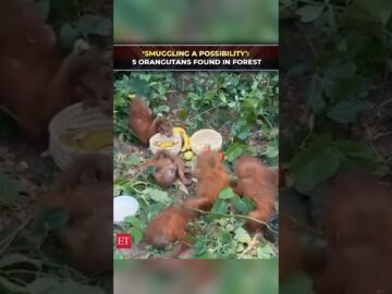 ‘Possible human intervention’: 5 baby orangutans found in Balasore’s Ranakatha forest