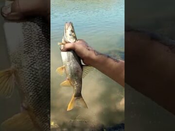 catching invasive Northern pikeminnow in Southern Idaho snake River Canyon Trails #fishingvideo