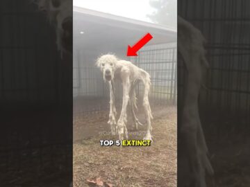 TOP 5 EXTINCT ANIMALS THAT SCIENTISTS ACTUALLY WANT TO BRING BACK!!