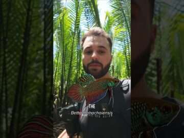 BETTA MAHACHAIENSIS – FIRST EVER UNDERWATER FOOTAGE IN THE WILD